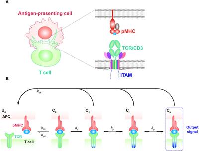Mathematical models of TCR initial triggering